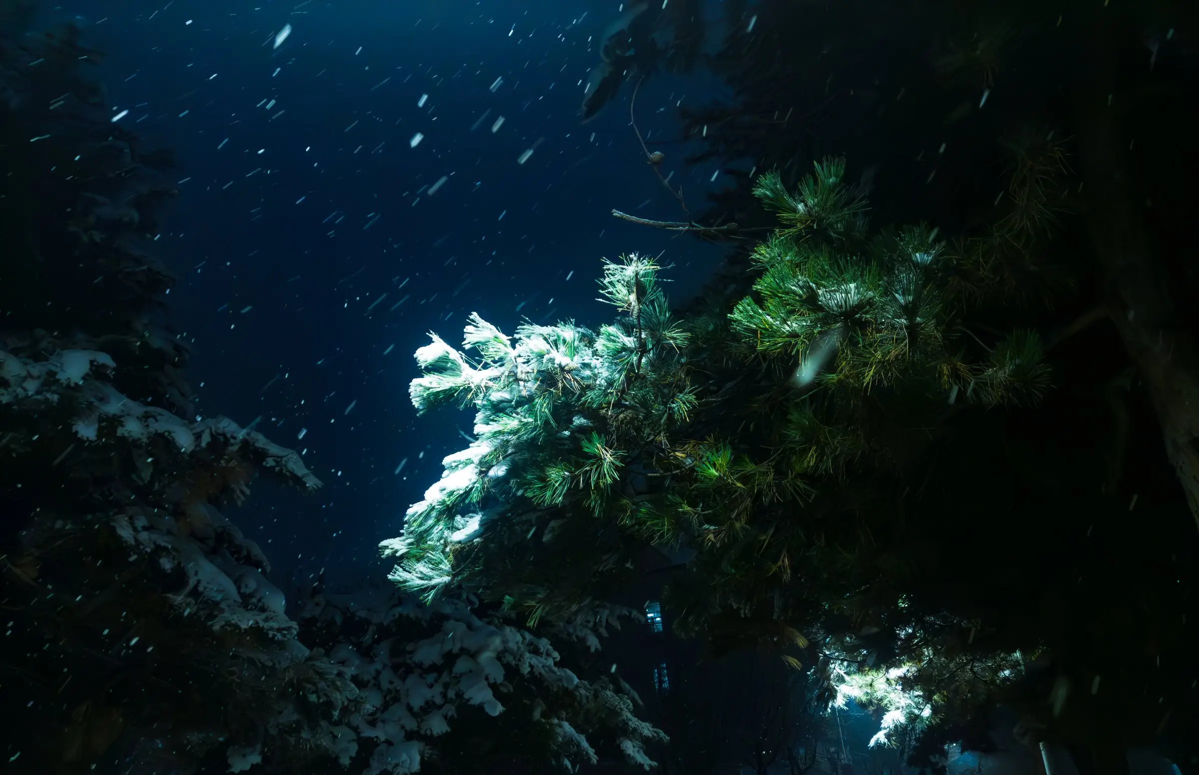 Snow-covered pine branches at night