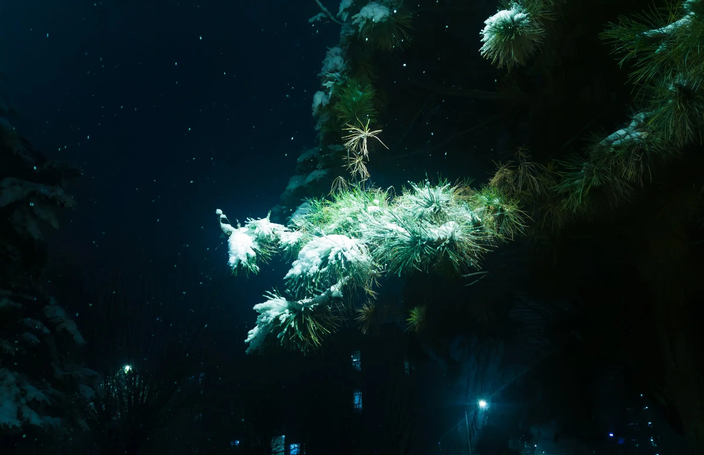 Snow-covered pine branches glowing in blue light