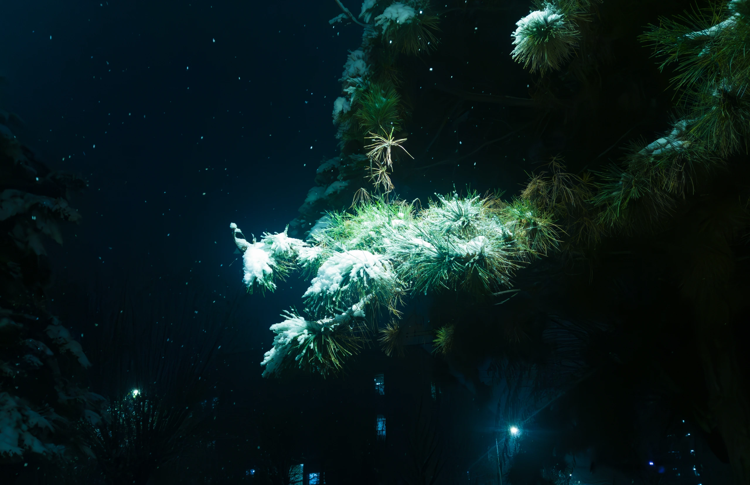 蓝光中泛着微光的覆雪松枝