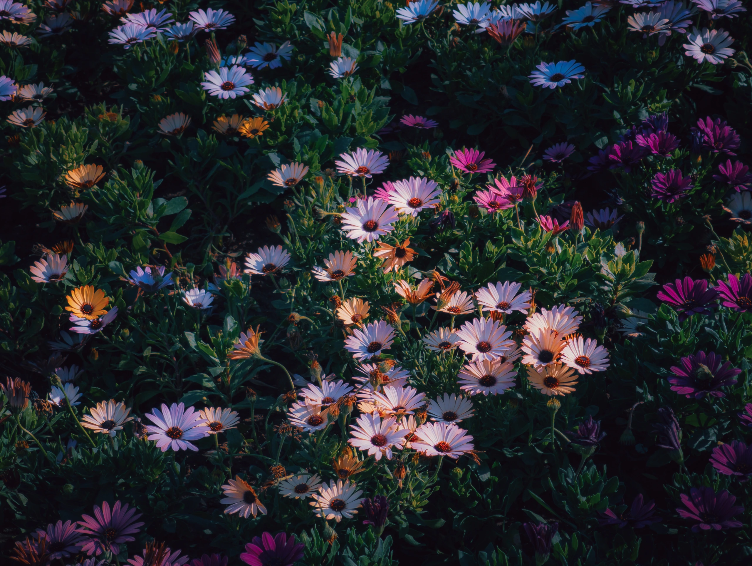 暮色中的花海