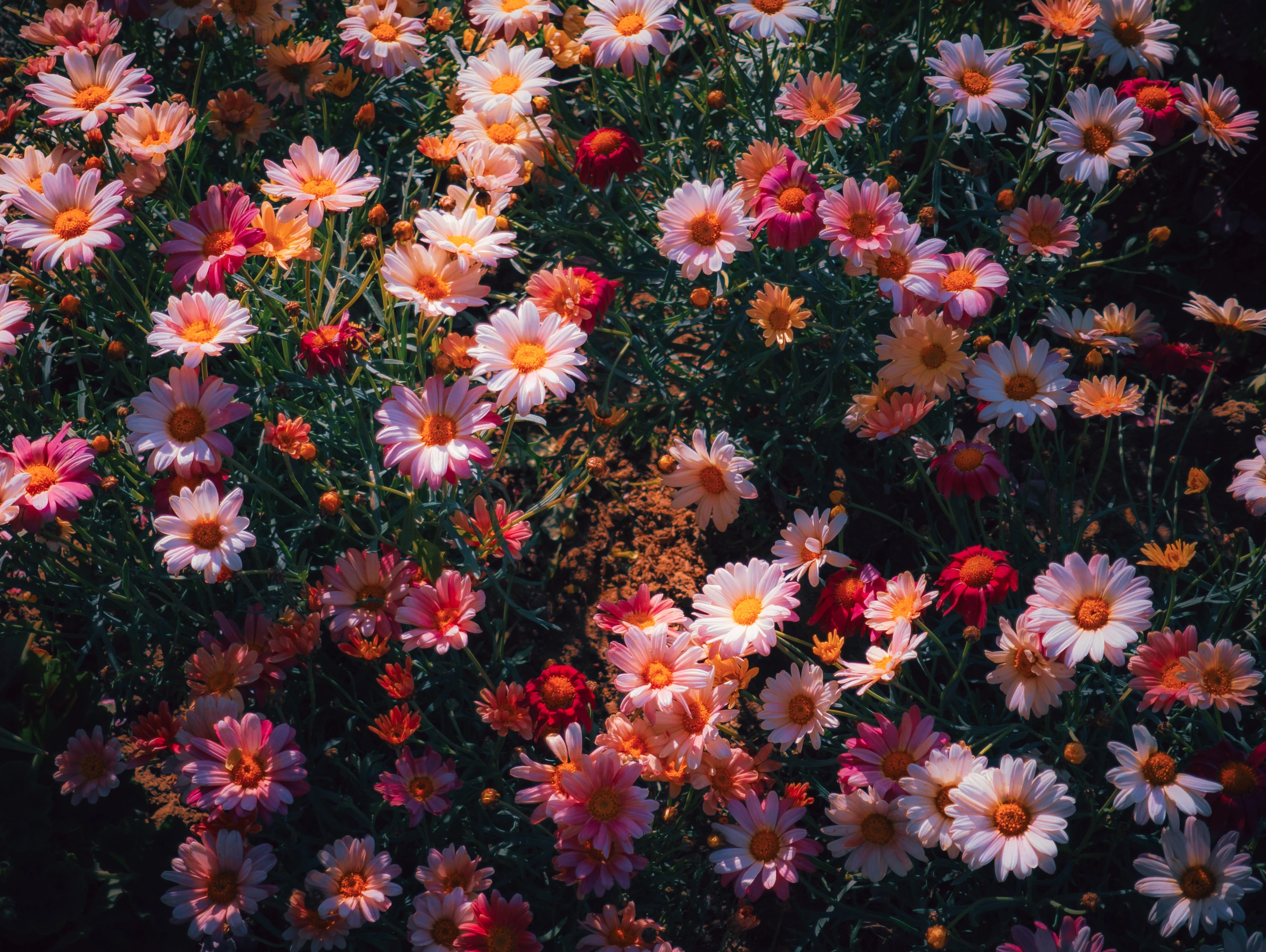 木茼蒿花丛