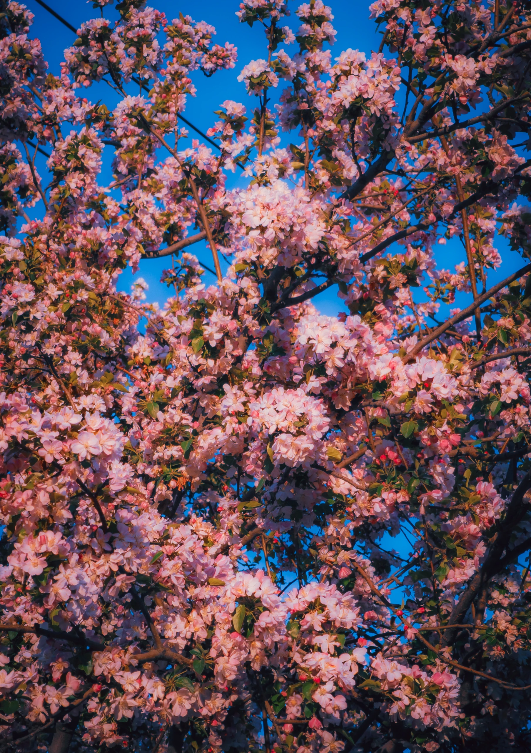 繁花满树