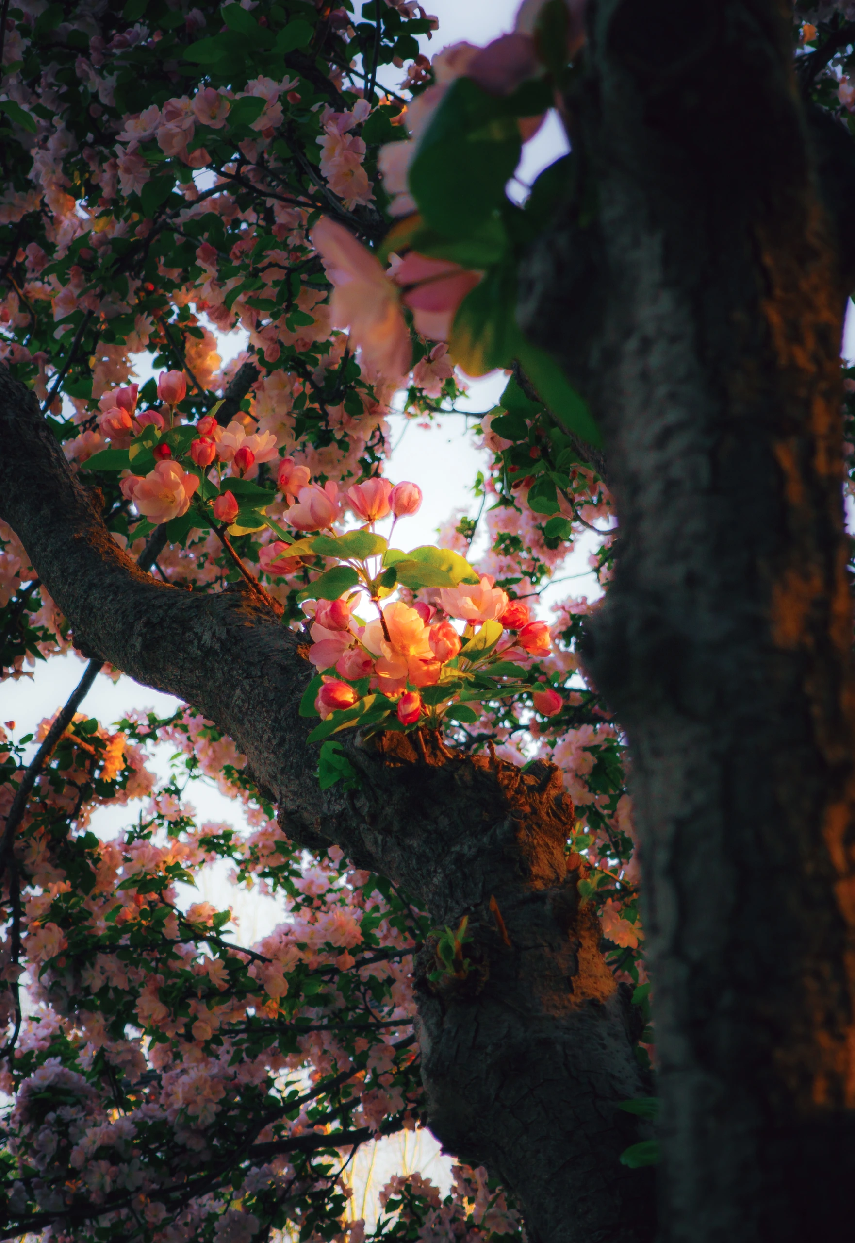 树干花语