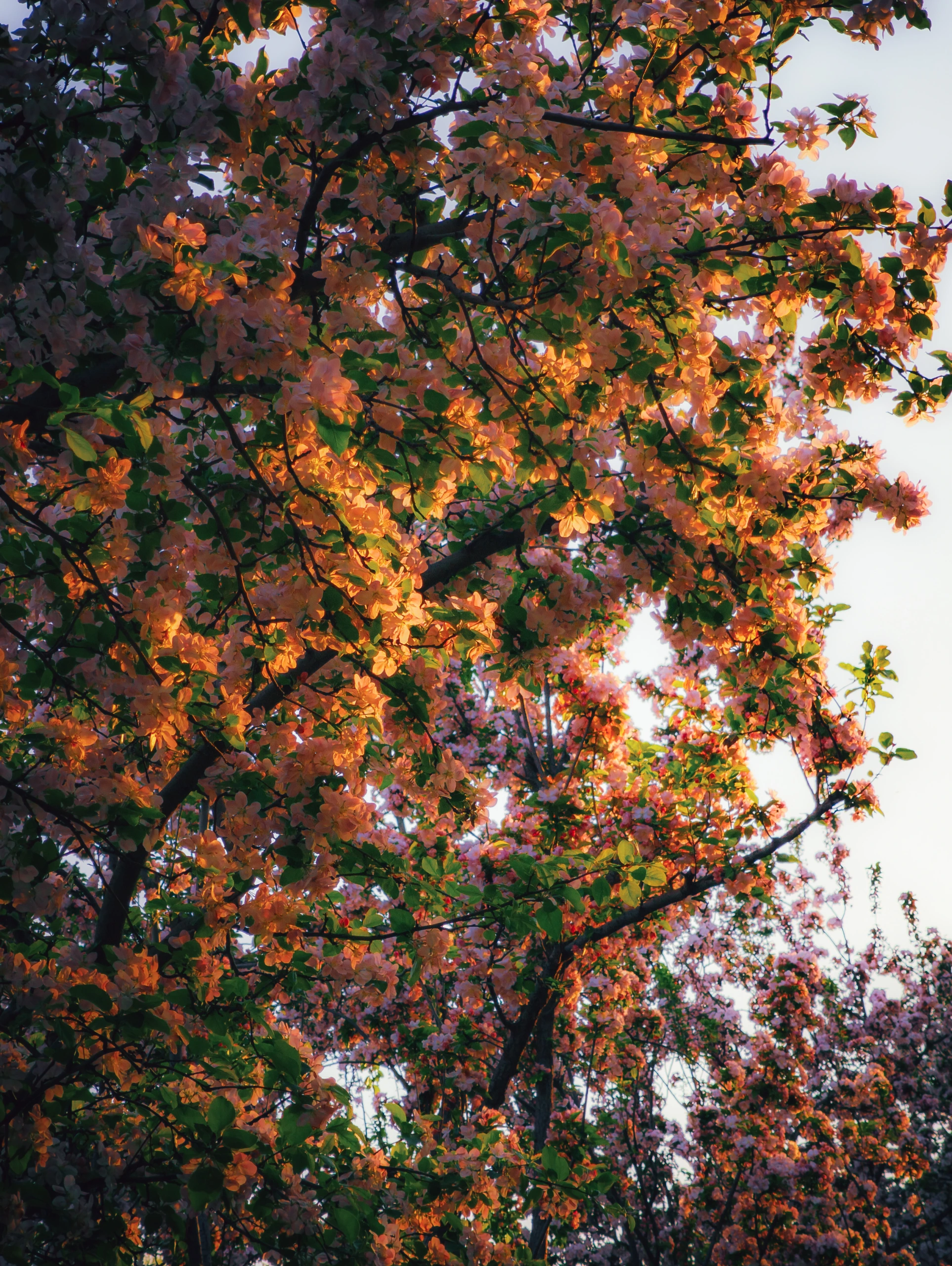 夕照花林