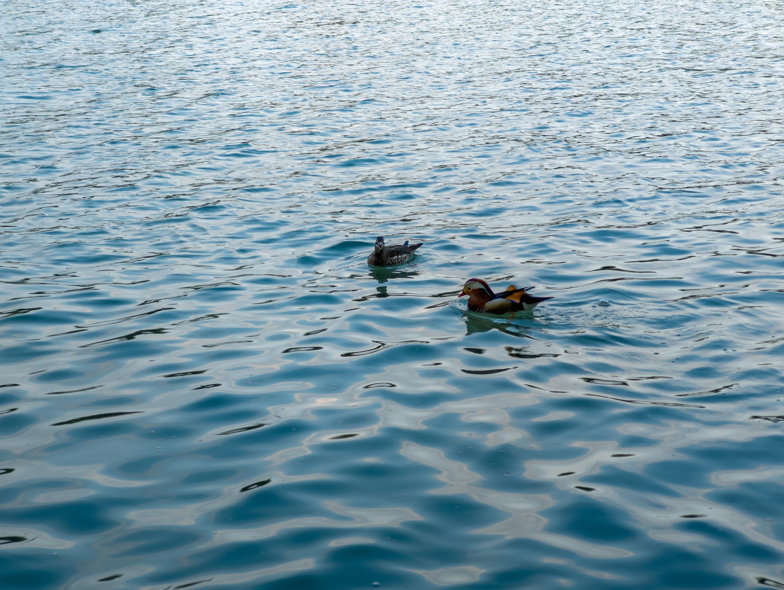 颐和园湖中鸳鸯